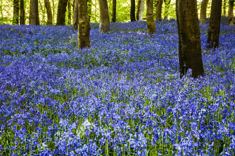 Bowood Woodland Gardens